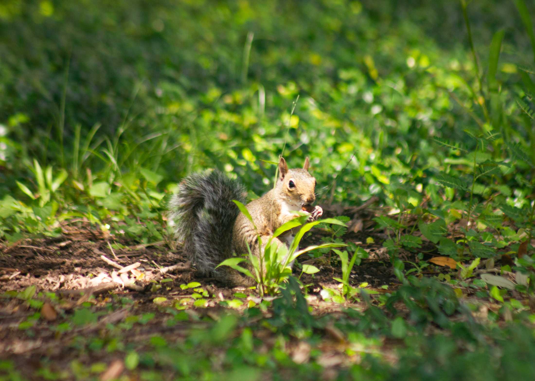 PHOTOS: The Nutty Endeavors of LSU Squirrels