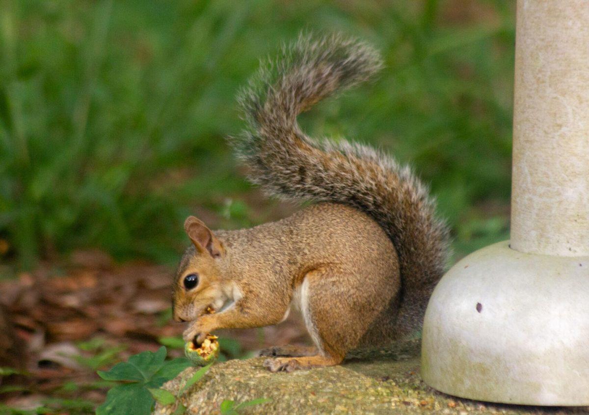 The squirrel eats an acorn on Wednesday, Aug. 31, 2022, on a lamp post in the Enchanted Forest in Baton Rouge, La.