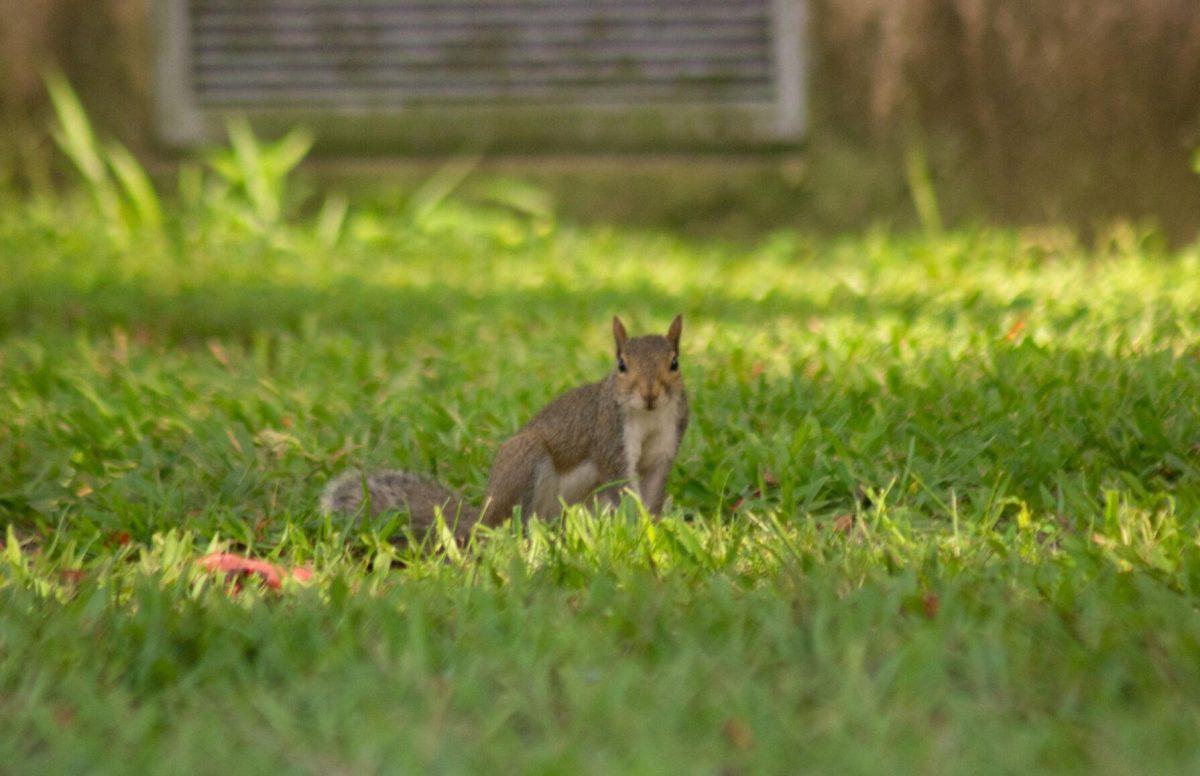 The squirrel stares on Wednesday, Aug. 31, 2022, in front of Peabody Hall in Baton Rouge, La.