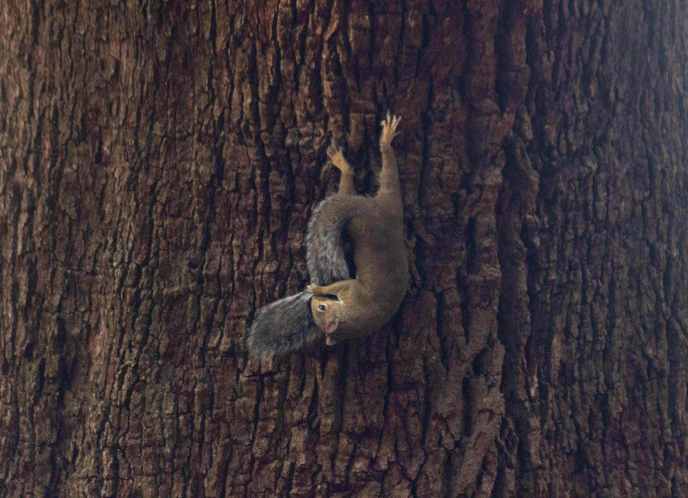 PHOTOS: The Nutty Endeavors of LSU Squirrels