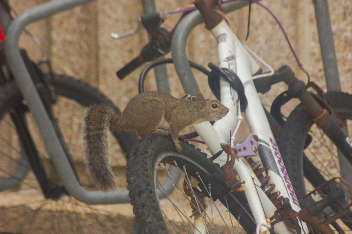 The squirrel sits on Thursday, Aug. 25, 2022, on a bike behind the Student Union in Baton Rouge, La.