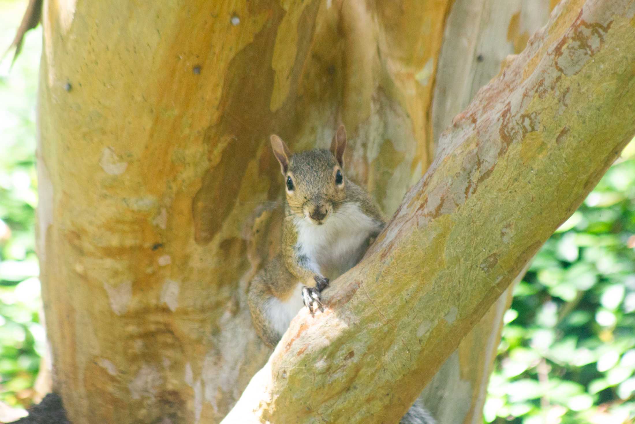 PHOTOS: The Nutty Endeavors of LSU Squirrels