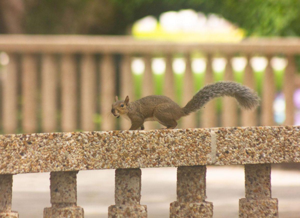 The squirrel walks on Thursday, Aug. 25, 2022, by the walkway in Memorial Oak Grove in Baton Rouge, La.