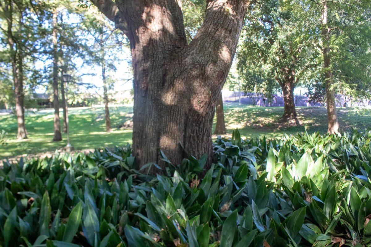 Plants grow around a tree on Thursday, Sept. 29, 2022, in the Enchanted Forest on LSU campus.