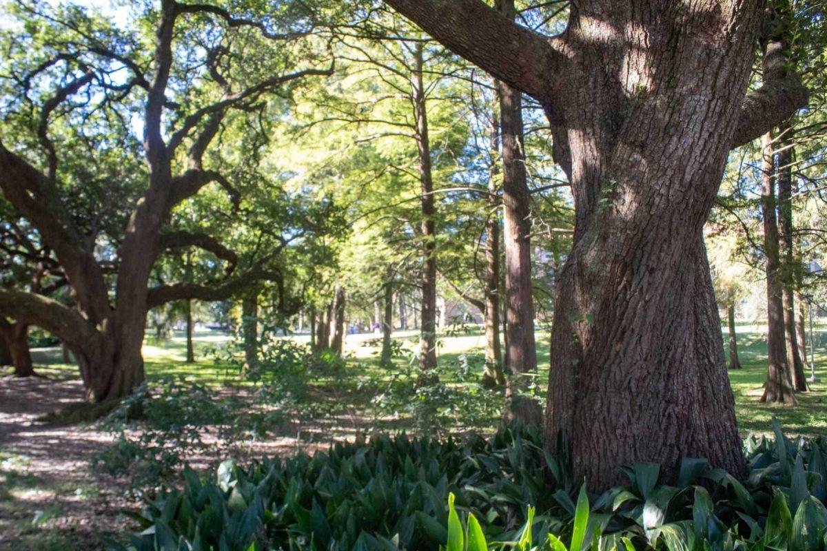 Trees and plants fill the Enchanted Forest on Thursday, Sept. 29, 2022, on LSU campus.