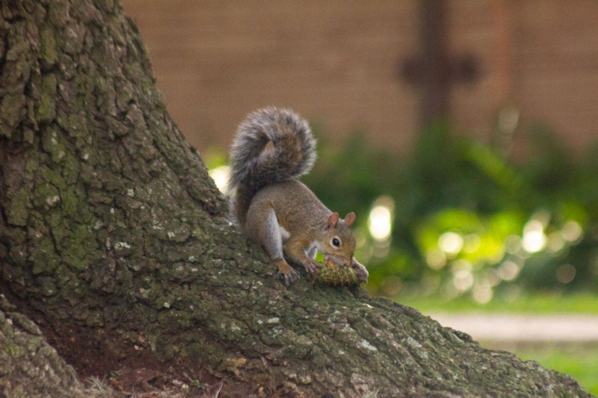 The squirrel eats from a pinecone on Wednesday, Aug. 31, 2022, in front of The Pentagon in Baton Rouge, La.