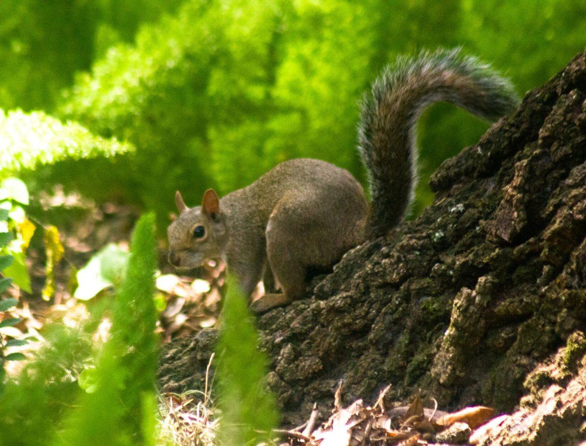 The squirrel sits on Wednesday, Aug. 31, 2022, on a tree trunk in Memorial Oak Grove in Baton Rouge, La.