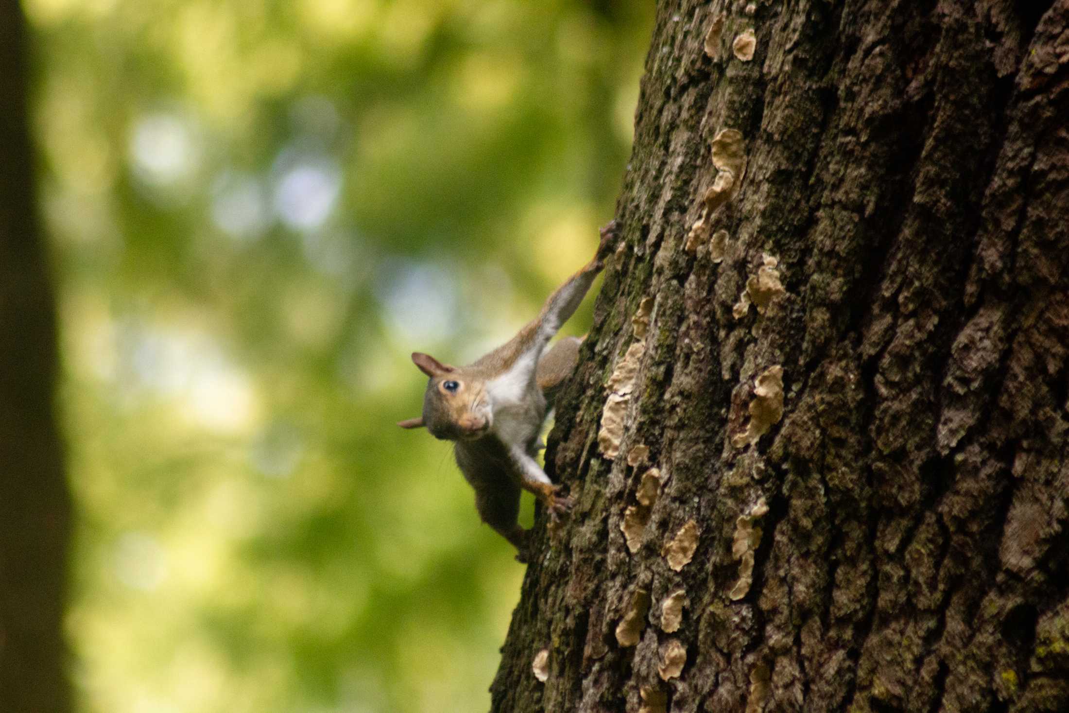 PHOTOS: The Nutty Endeavors of LSU Squirrels