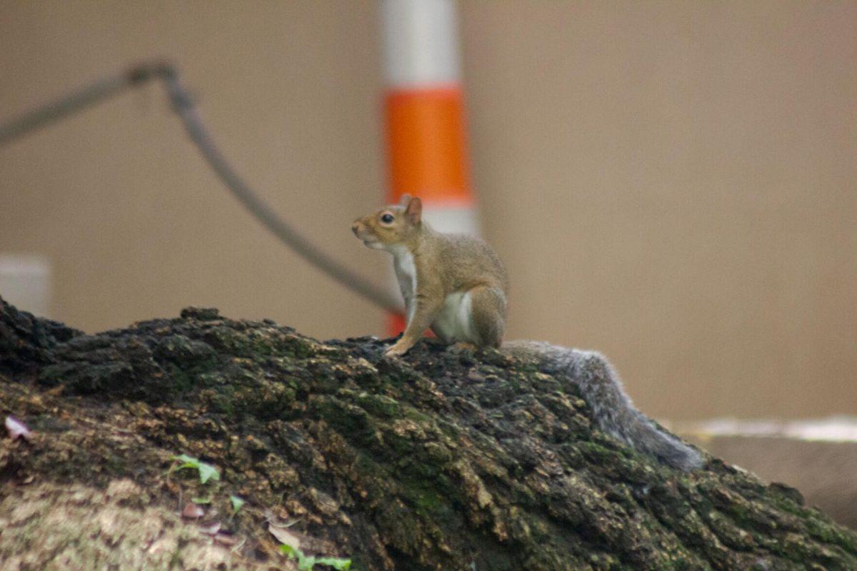 The squirrel sits on Thursday, Aug. 25, 2022, on a tree trunk near the Student Union in Baton Rouge, La.