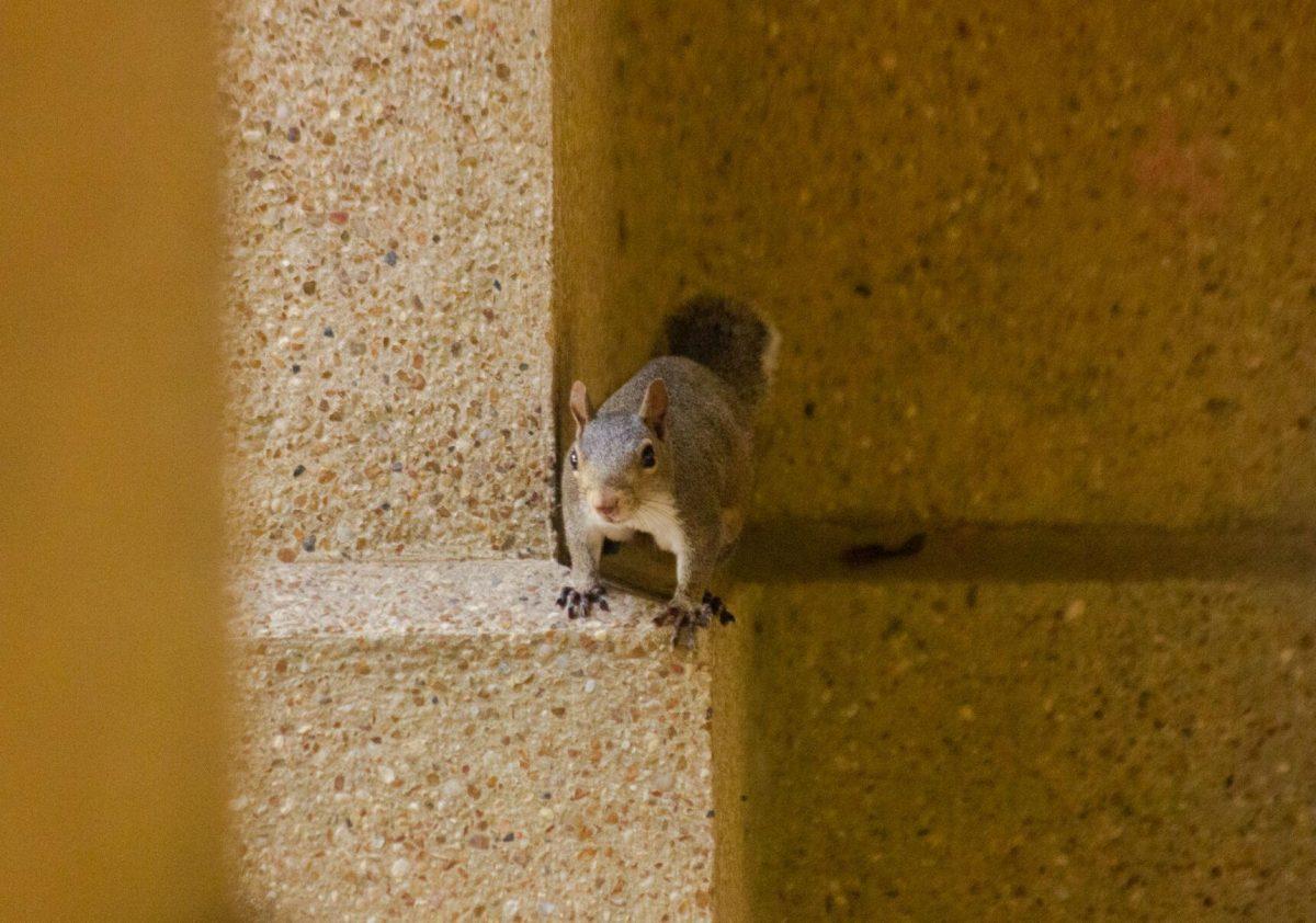 The squirrel sits on Wednesday, Aug. 31, 2022, in front of Coates Hall in Baton Rouge, La.