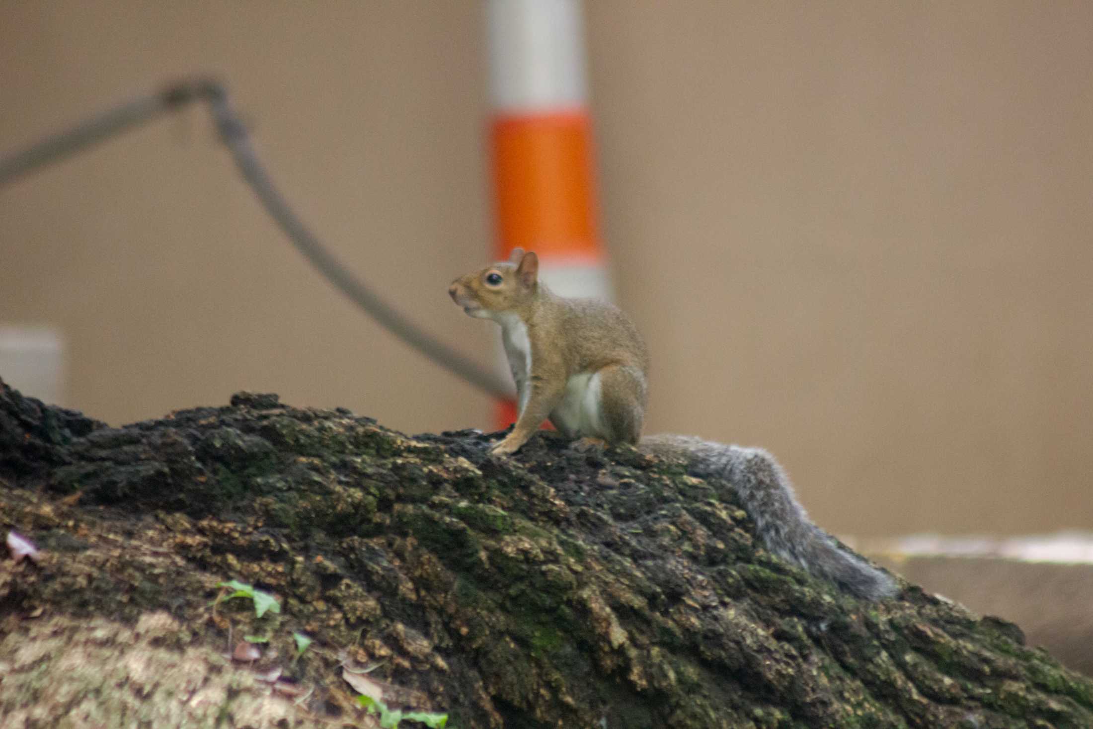 PHOTOS: The Nutty Endeavors of LSU Squirrels