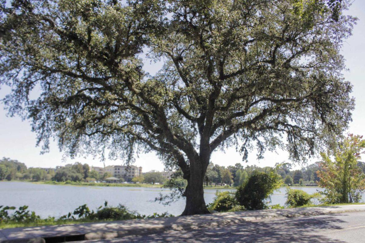 A tree overlooks the lake on Thursday, Sept. 14, 2022, on W Lakeshore Drive n Baton Rouge, La.