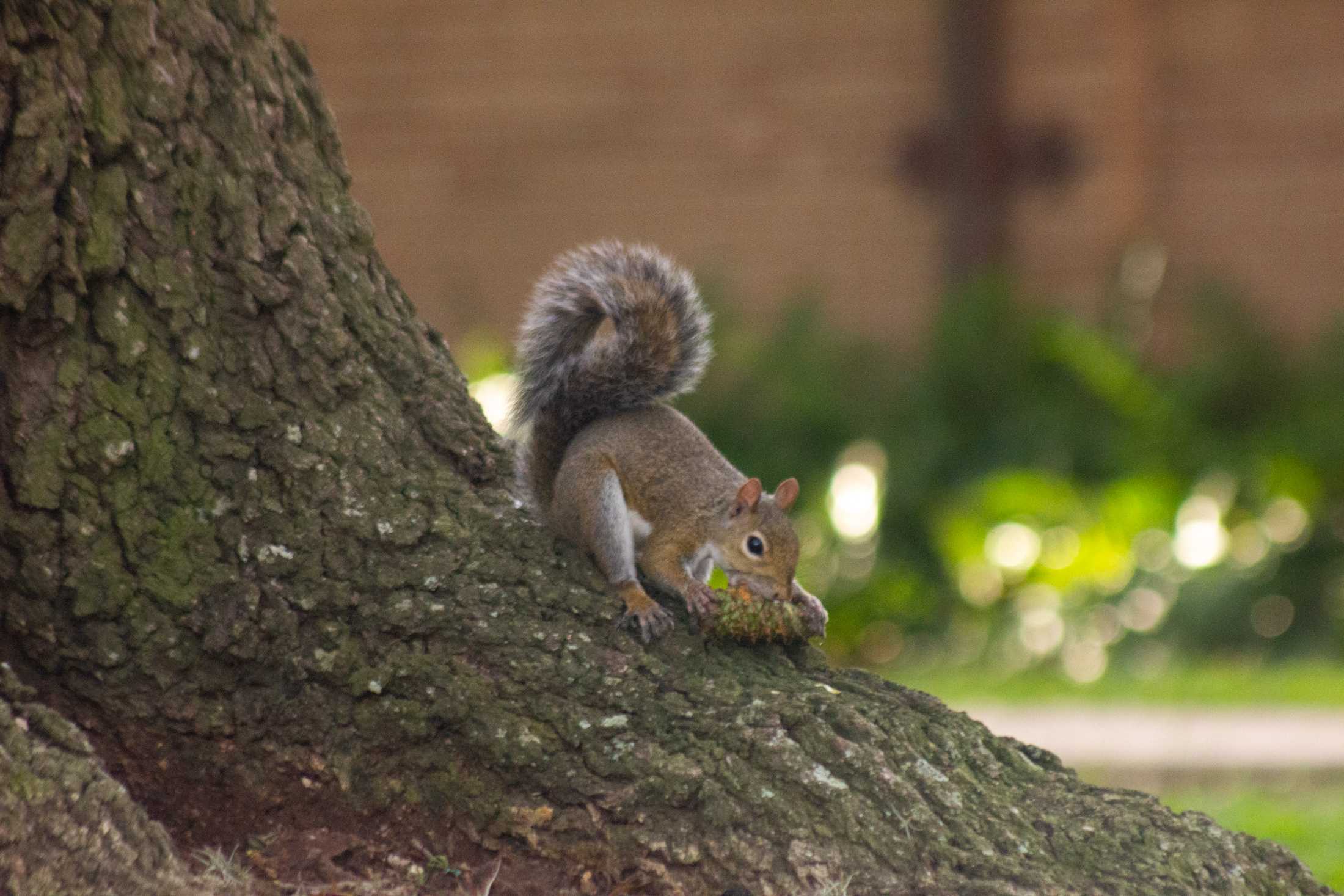 PHOTOS: The Nutty Endeavors of LSU Squirrels