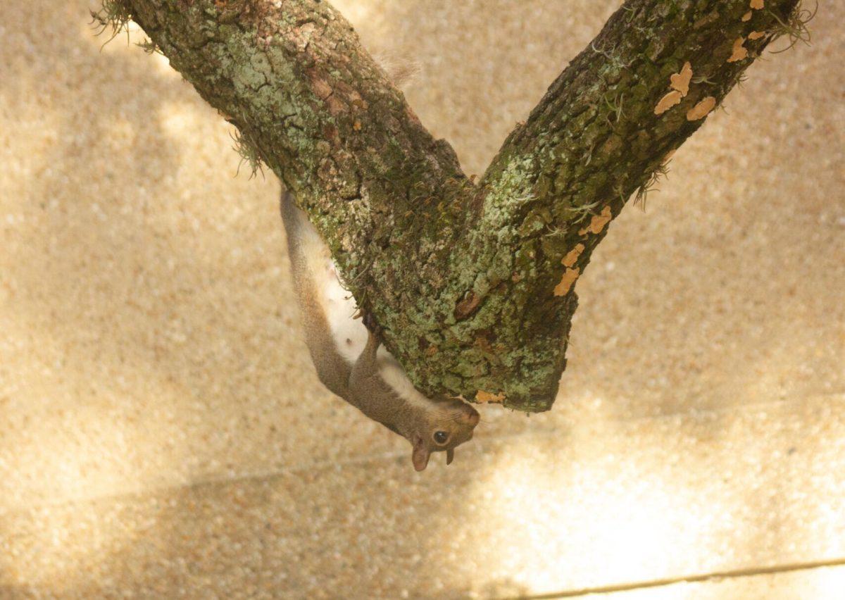 The squirrel hangs on Wednesday, Aug. 31, 2022, from a tree branch in front of Coates Hall in Baton Rouge, La.