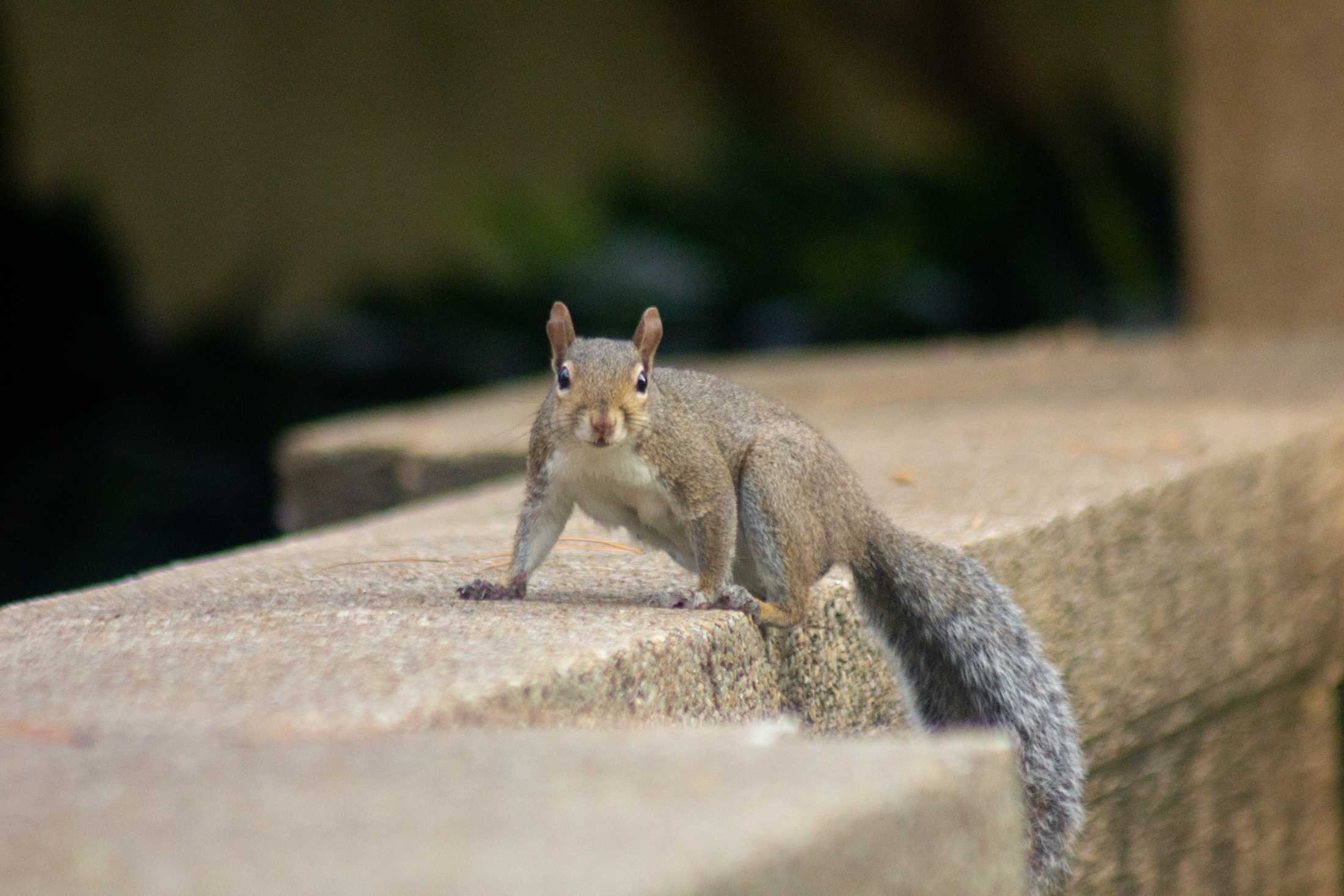 PHOTOS: The Nutty Endeavors of LSU Squirrels