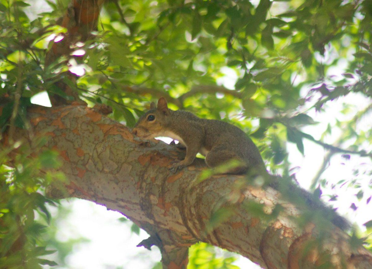 The squirrel sits on Saturday, Aug. 27, 2022, on a tree in the Quad in Baton Rouge, La.