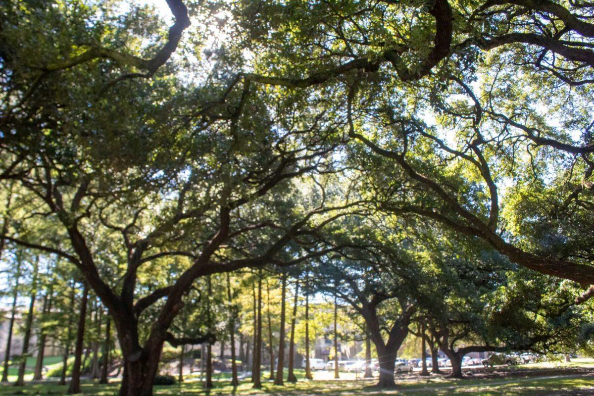 Trees stand tall on Thursday, Sept. 29, 2022, in the Enchanted Forest on LSU campus.