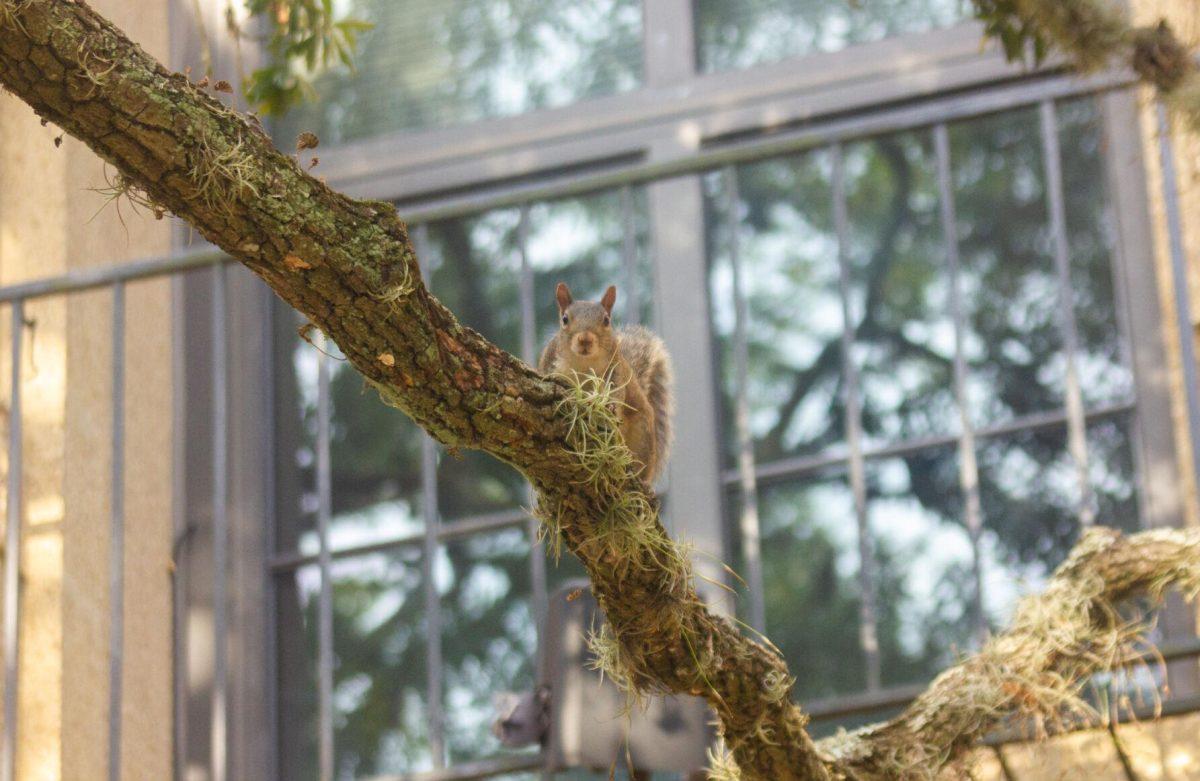 The squirrel sits on Wednesday, Aug. 31, 2022, on a tree branch in front of Coates Hall in Baton Rouge, La.