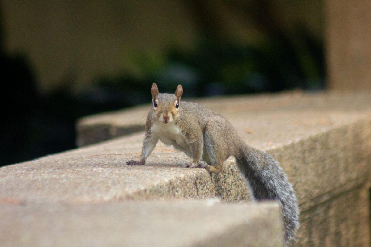 The squirrel stares on Wednesday, Aug. 31, 2022, near Peabody Hall in Baton Rouge, La.