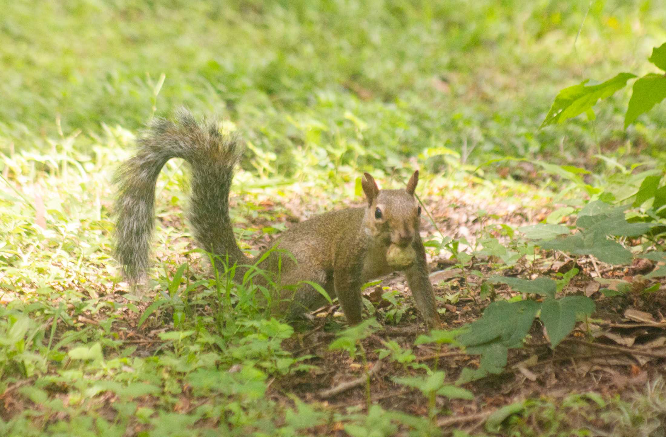 PHOTOS: The Nutty Endeavors of LSU Squirrels