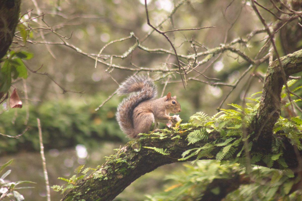 The squirrel eats on Thursday, Aug. 25, 2022, in a tree in Memorial Oak Grove in Baton Rouge, La.