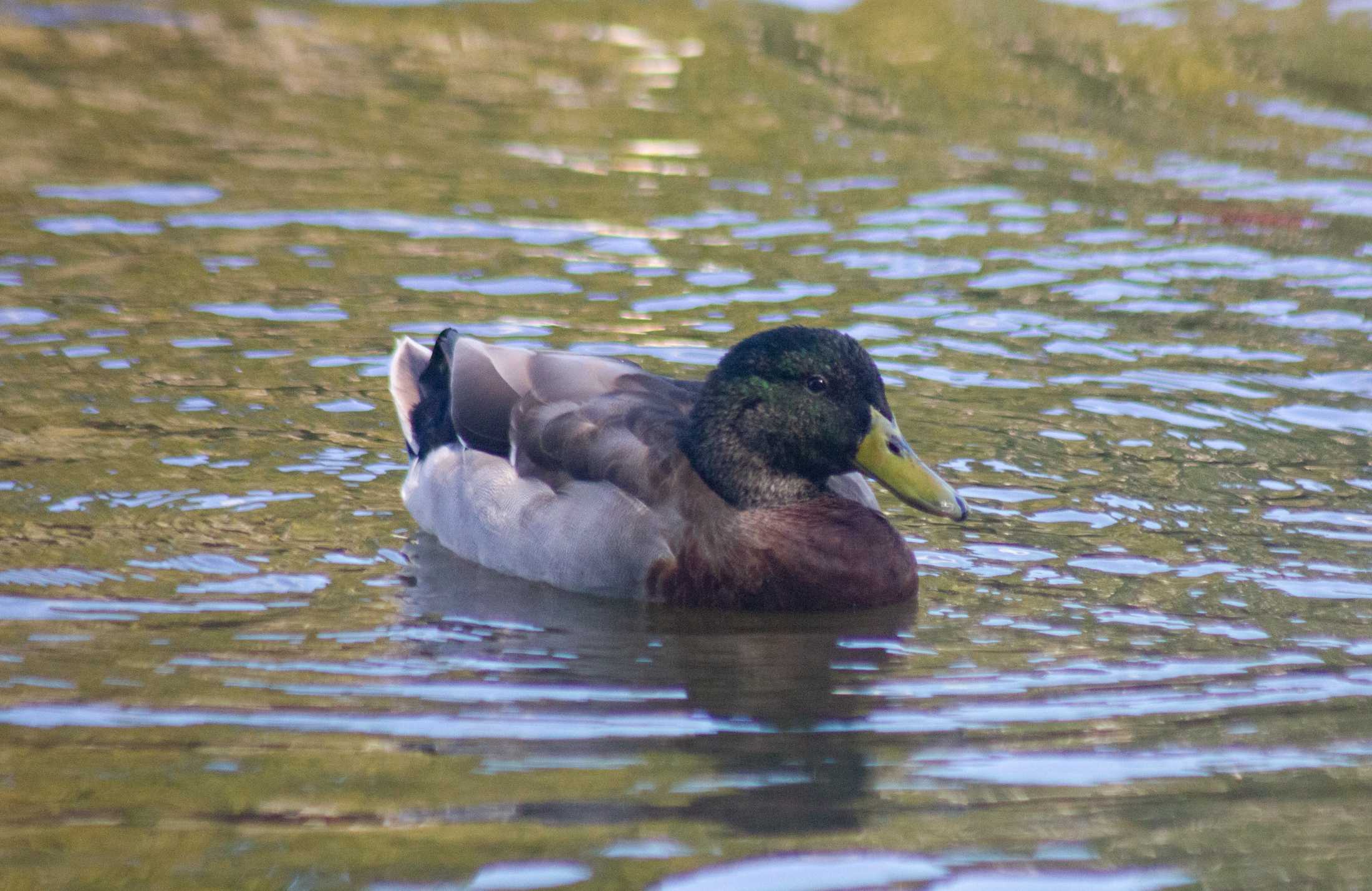 PHOTOS: Duck, duck, goose