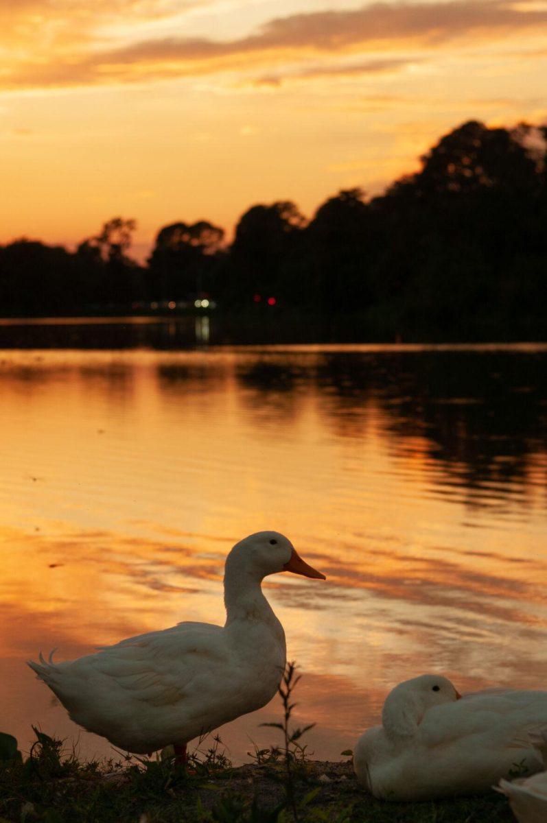 A pair of ducks observes the sunset on Tuesday, Oct. 11, 2022, at Milford Wampold Memorial Park in Baton Rouge, La.