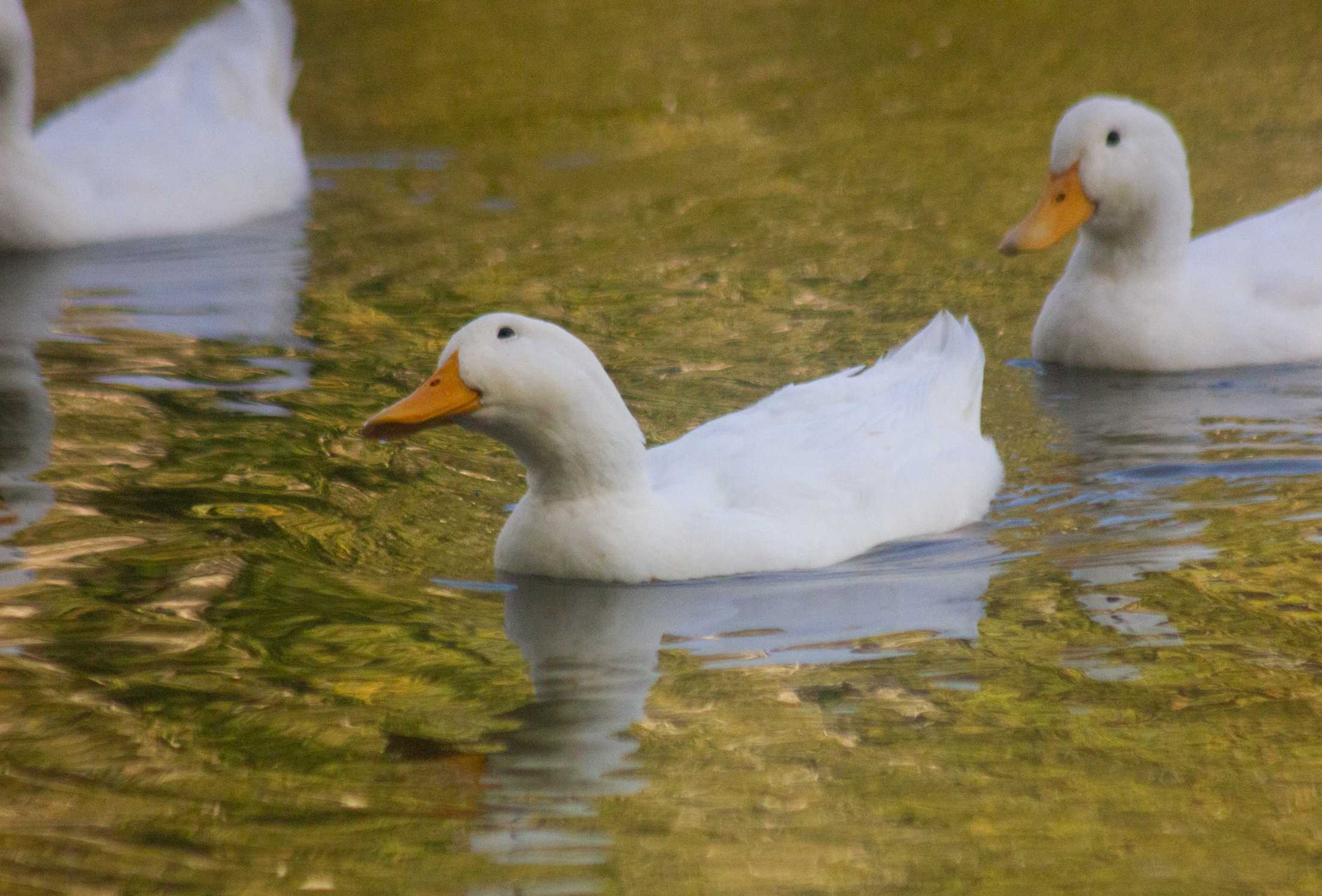 PHOTOS: Duck, duck, goose