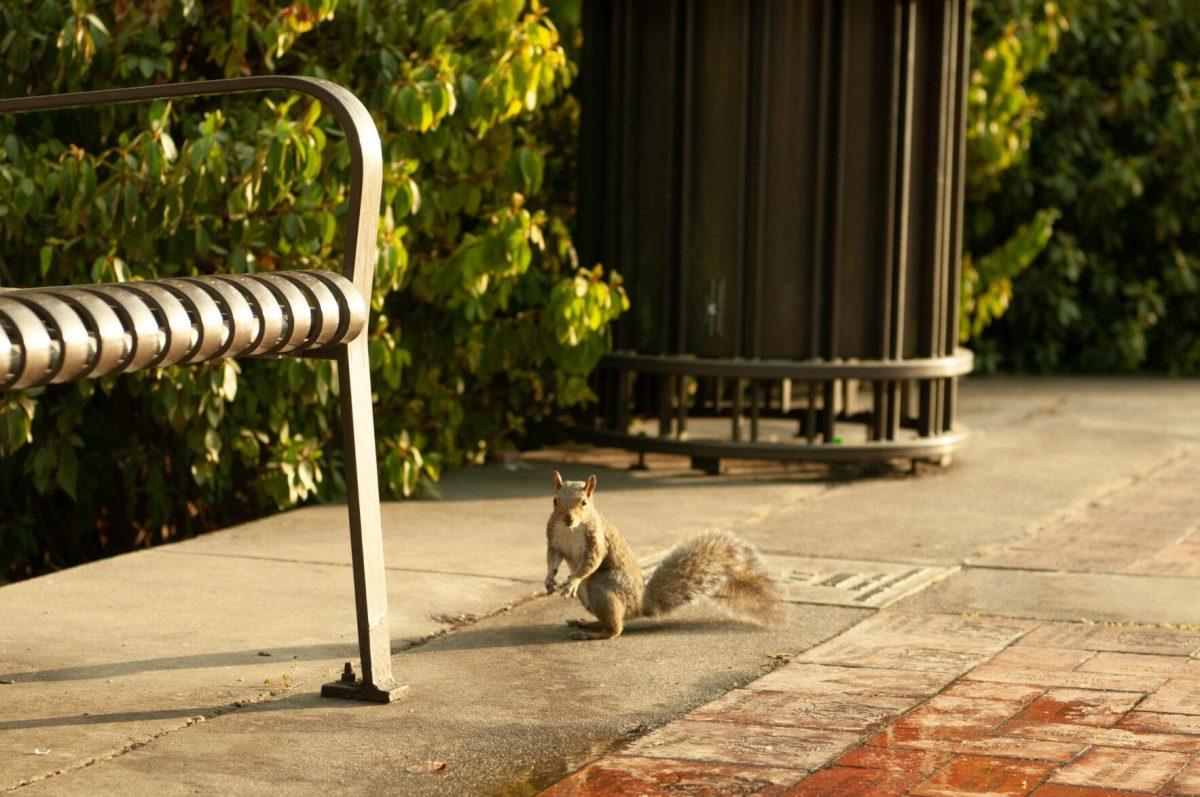 A squirrel pauses his hunt for food to stare at the camera on Tuesday, Oct. 18, 2022, at Mike the Tiger's Habitat in Baton Rouge, La.