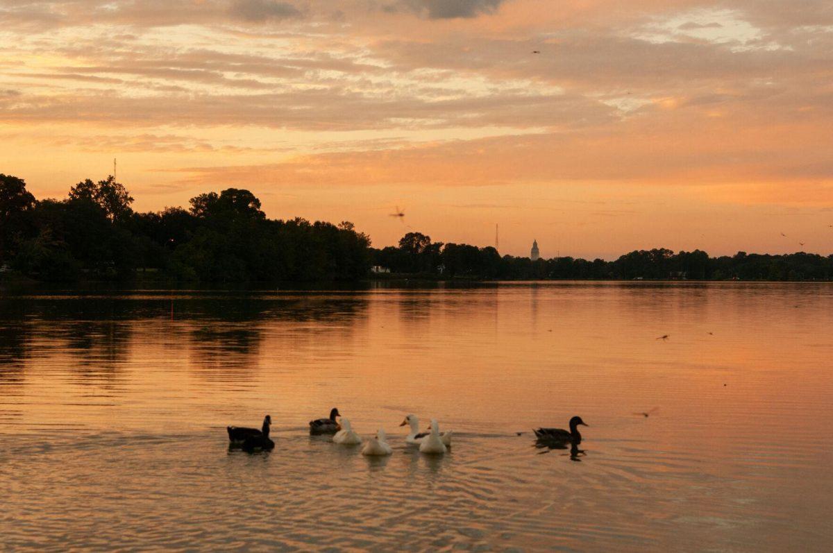 A group of ducks swims in the LSU Lakes on Tuesday, Oct. 11, 2022, near Milford Wampold Memorial Park in Baton Rouge, La.