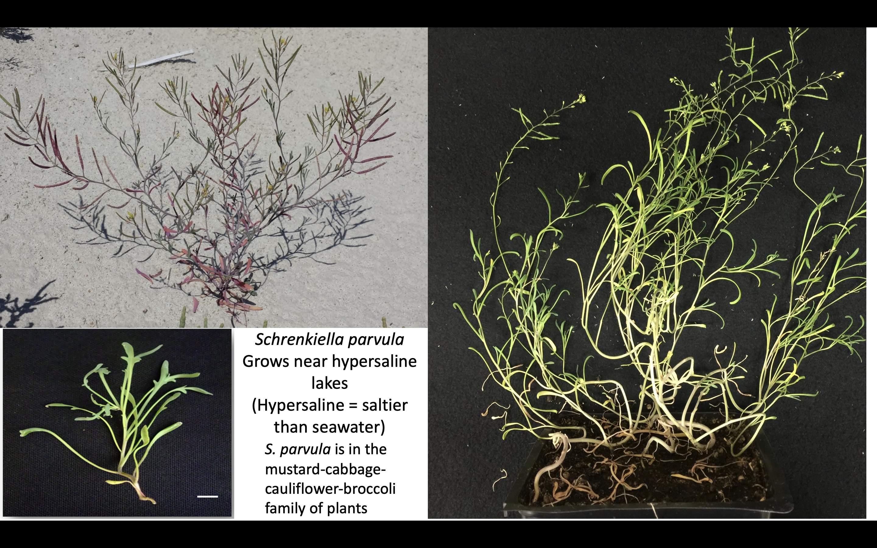 'Contributing to human exploration beyond our planet': LSU biologists, NASA work to develop crops suited to Martian soil