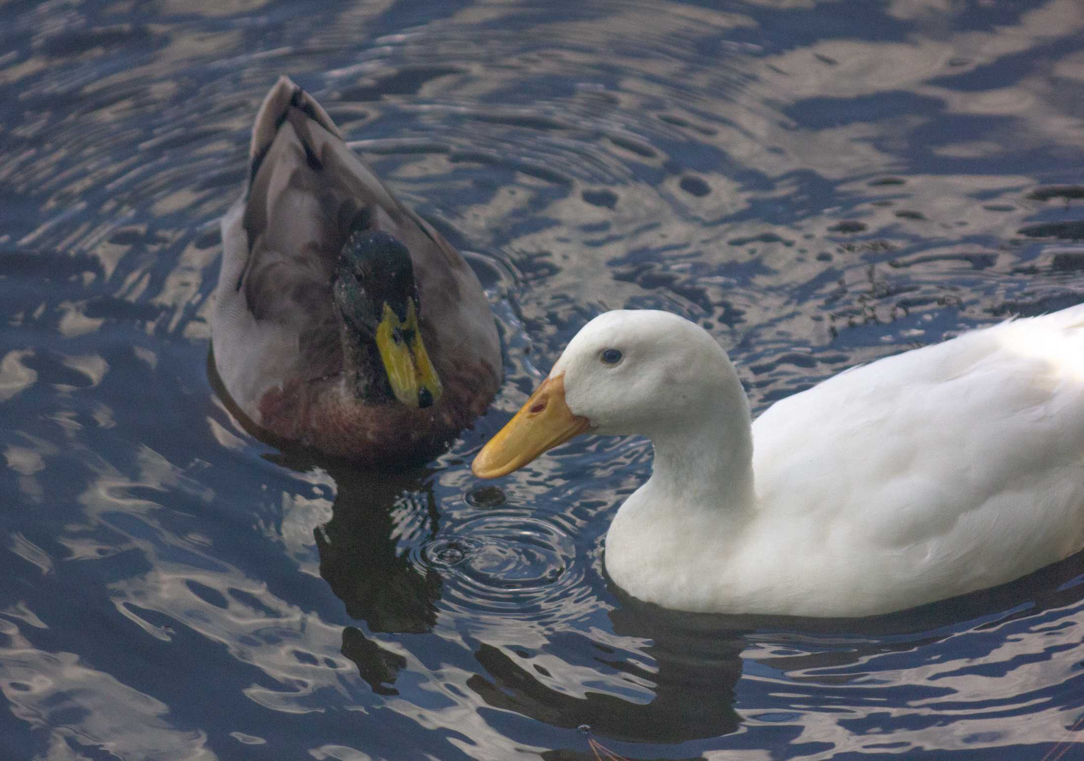 PHOTOS: Duck, duck, goose