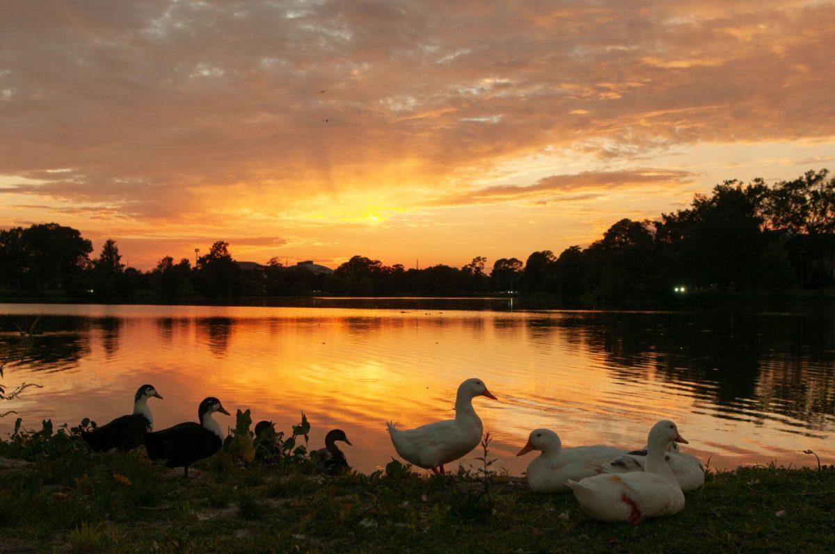 A flock of ducks enjoys the sunset on Tuesday, Oct. 11, 2022, at Milford Wampold Memorial Park in Baton Rouge, La.