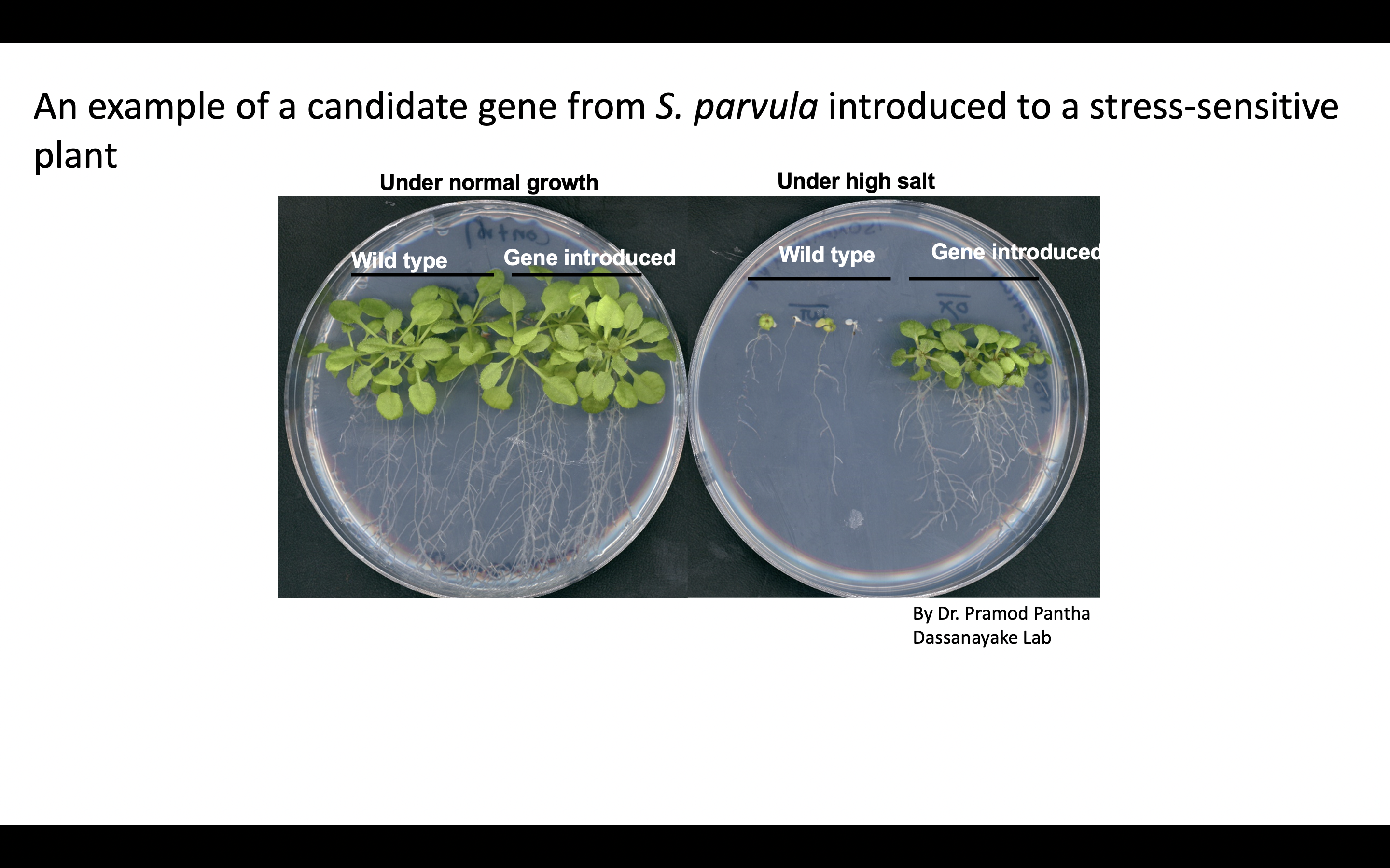 'Contributing to human exploration beyond our planet': LSU biologists, NASA work to develop crops suited to Martian soil