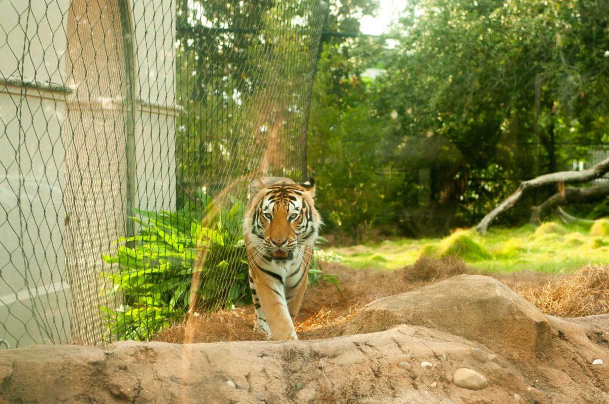 Mike the Tiger struts towards the glass on Tuesday, Oct. 18, 2022, at Mike the Tiger's Habitat in Baton Rouge, La.