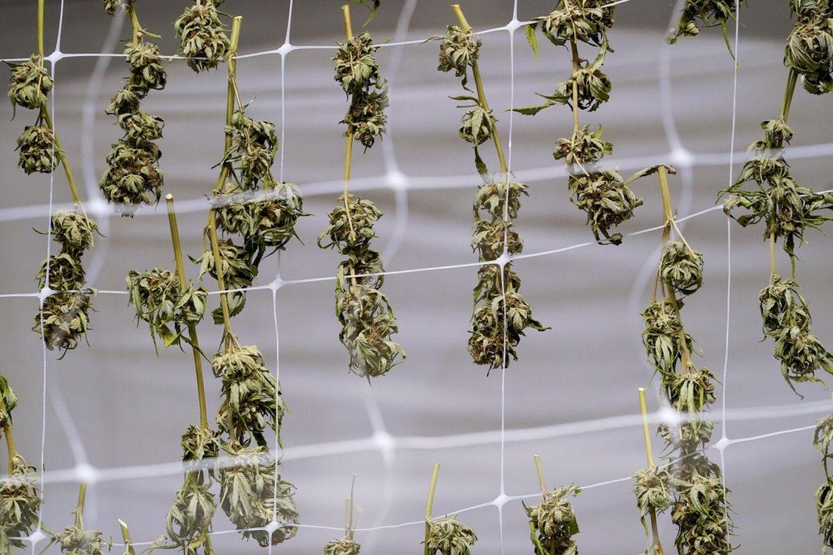 Marijuana plants for the adult recreational market are seen hanging in a drying room at a farm in Suffolk County, N.Y., Tuesday, Oct. 4, 2022. (AP Photo/Mary Altaffer)