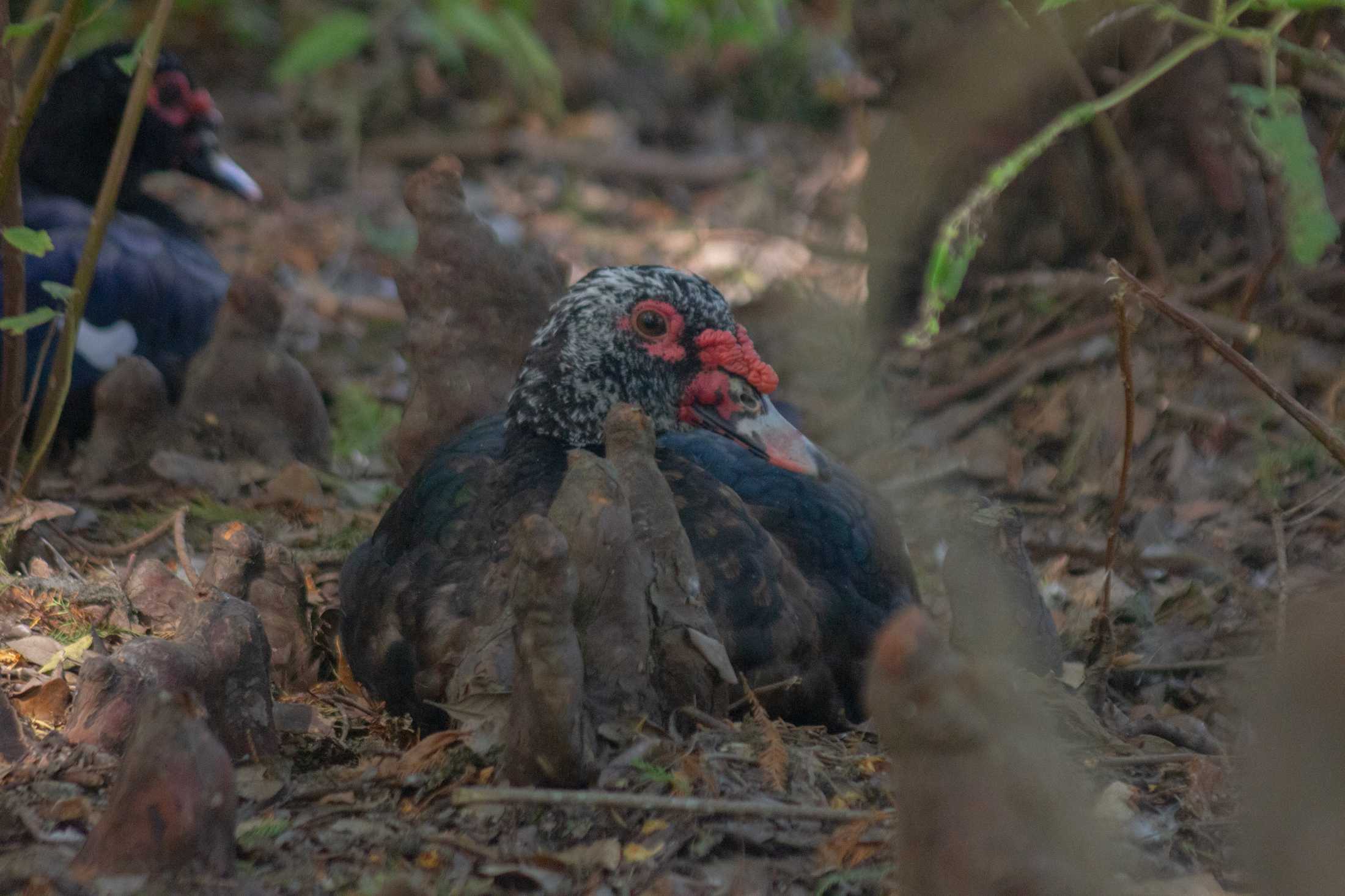 PHOTOS: Duck, duck, goose