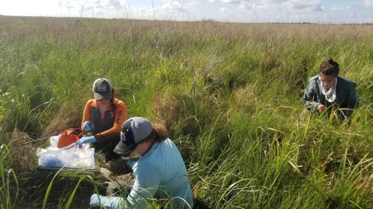 A group of researchers from the University of Tennessee and the Louisiana Universities Marine Consortium collecting samples of soil and marsh vegetation in Terrebonne Parish, La. Annette Summers Engel.