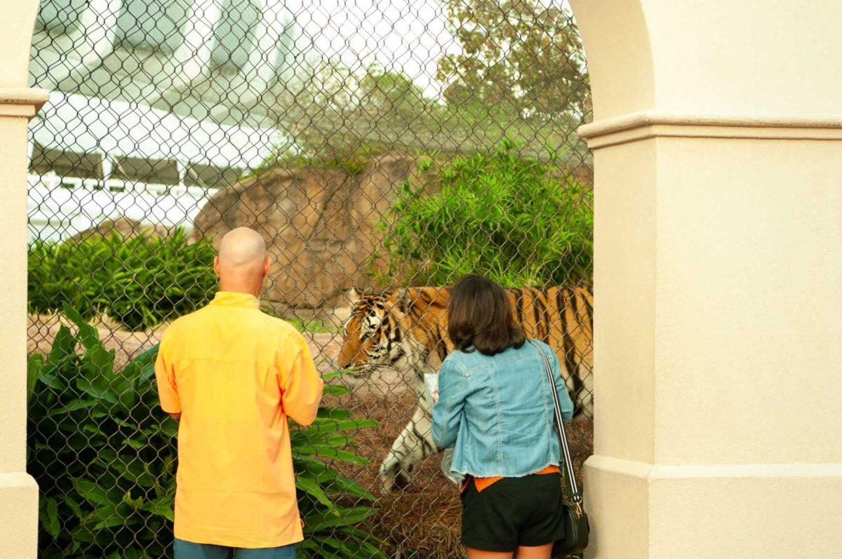 A couple admires Mike the Tiger pacing back and forth on Tuesday, Oct. 18, 2022, at Mike the Tiger's Habitat in Baton Rouge, La.