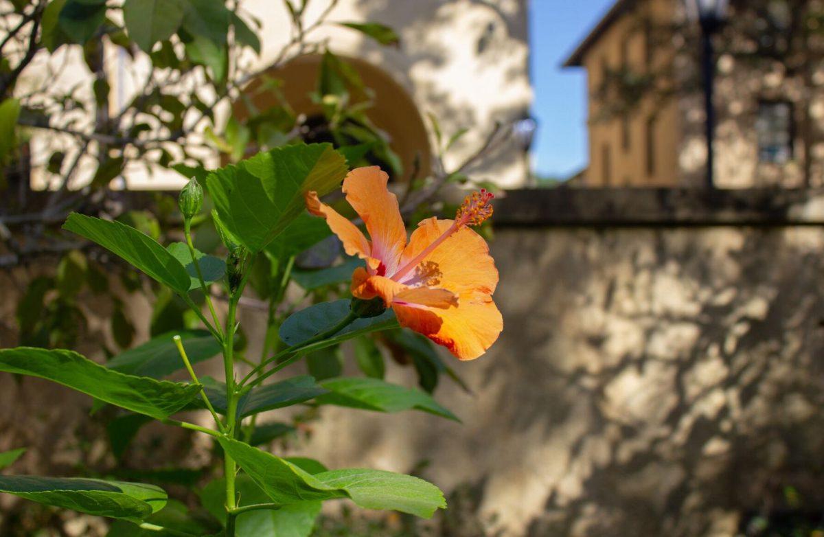 The orange flower blooms on Monday, Oct. 3, 2022, in front of the LSU Barnes &amp; Noble in Baton Rouge, La.