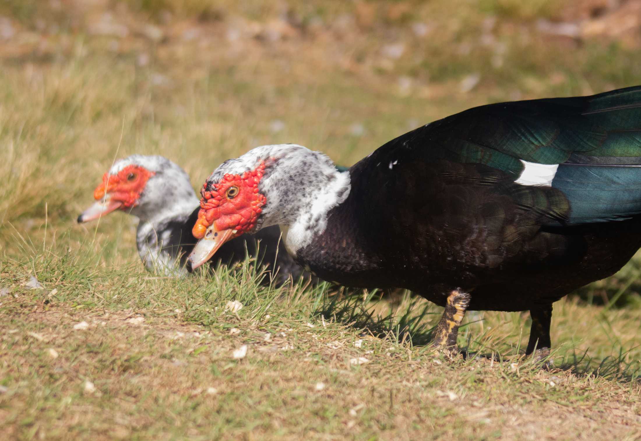 PHOTOS: Duck, duck, goose