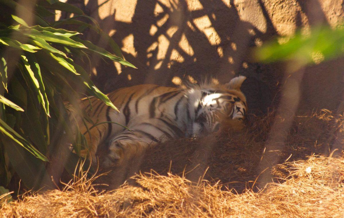 Mike the Tiger sleeps on Wednesday, Sept. 28, 2022, in his habitat in Baton Rouge, La.