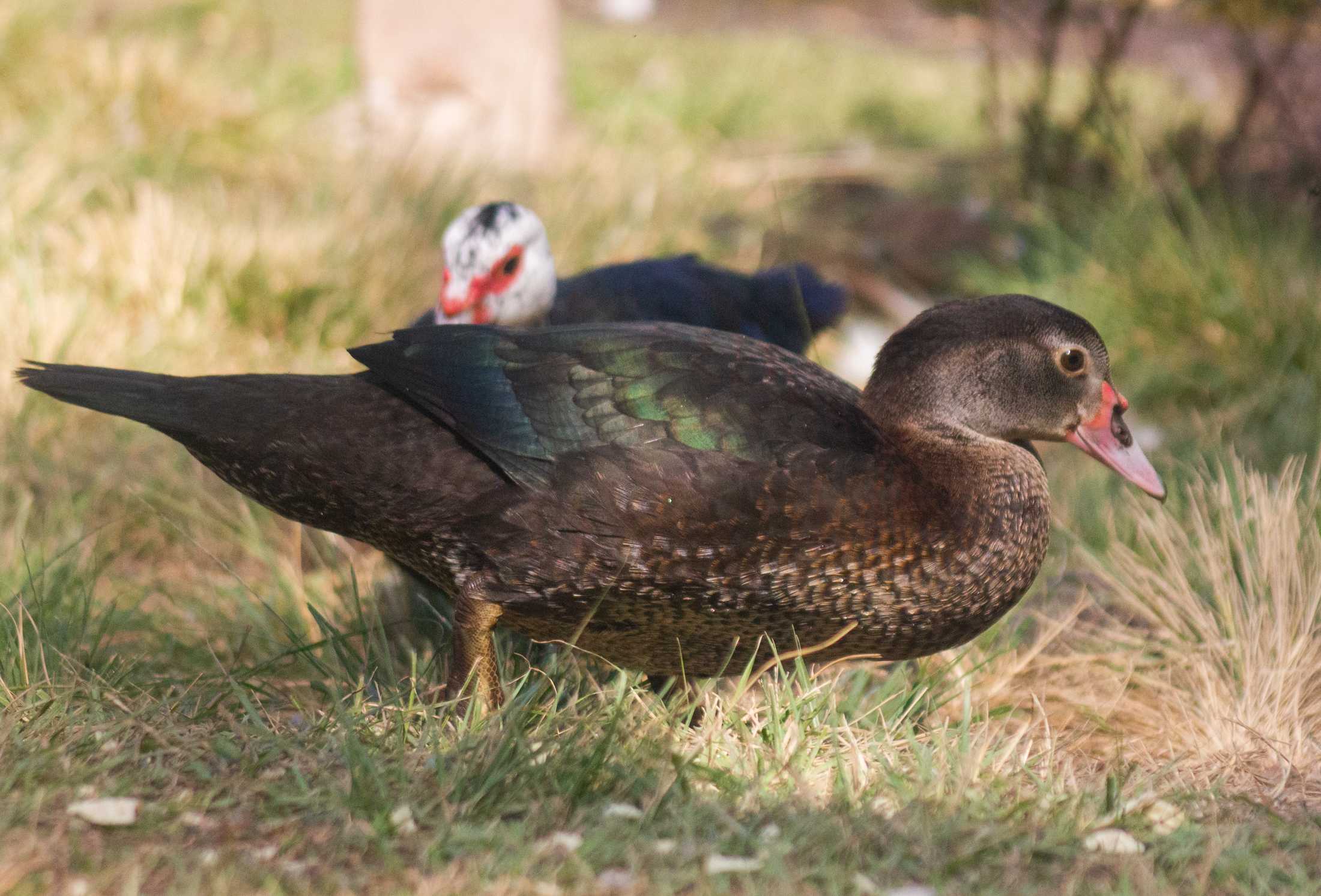 PHOTOS: Duck, duck, goose