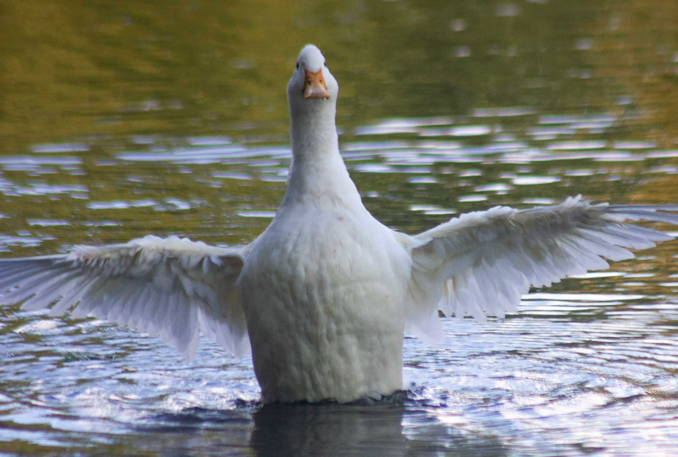 PHOTOS: Duck, duck, goose