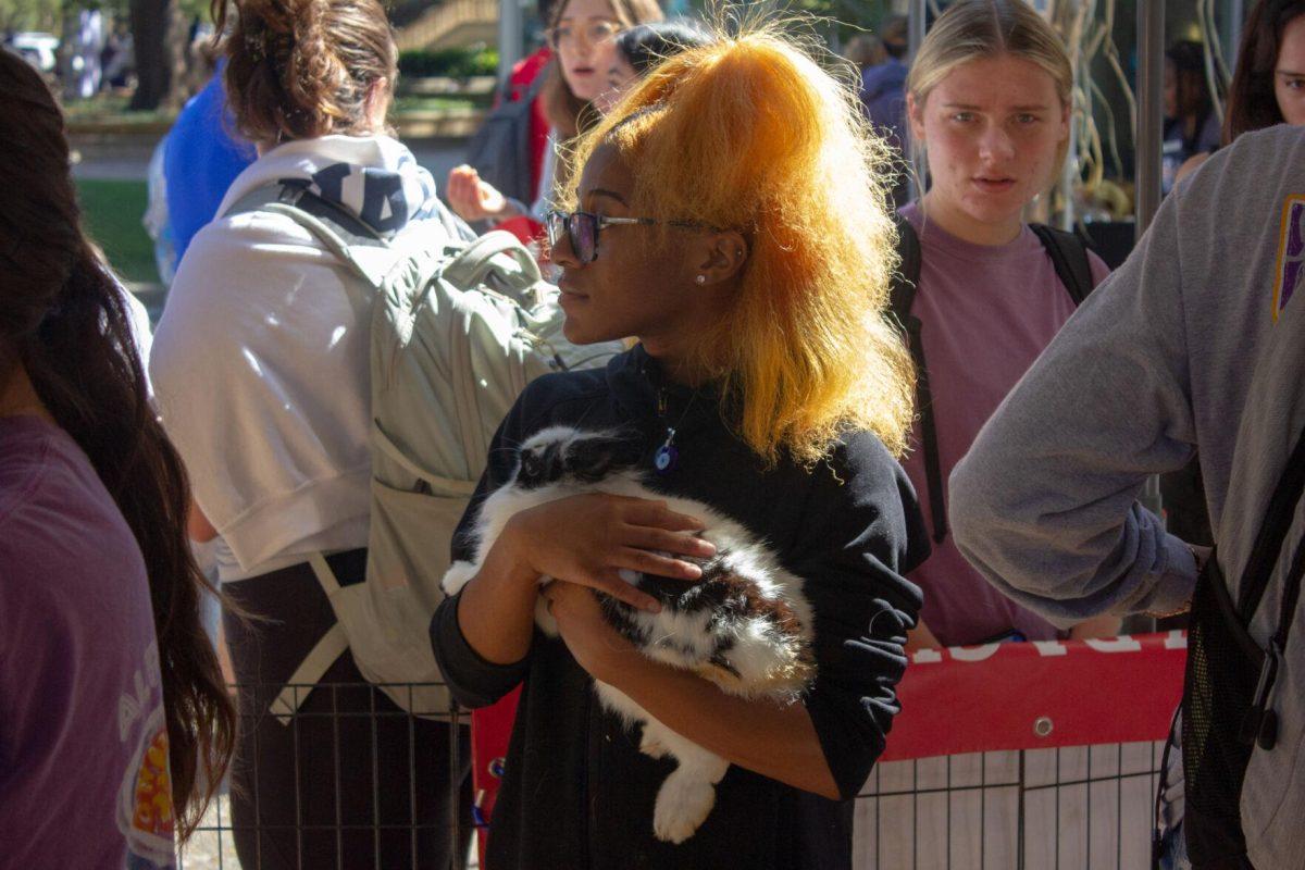 An LSU student holds a rabbit in the petting zoo on Wednesday, Oct. 5, 2022, on Tower Drive in Baton Rouge, La.