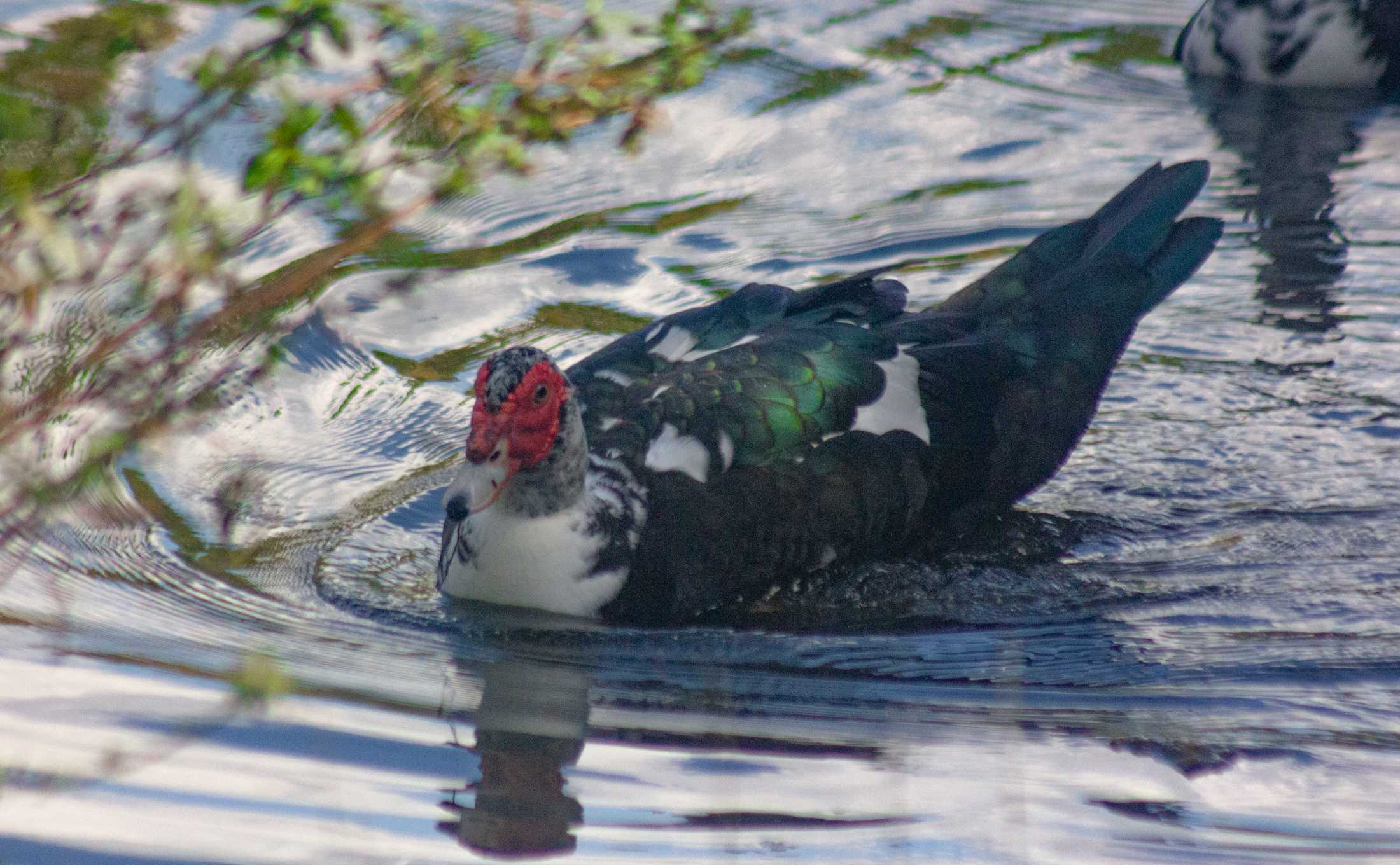 PHOTOS: Duck, duck, goose