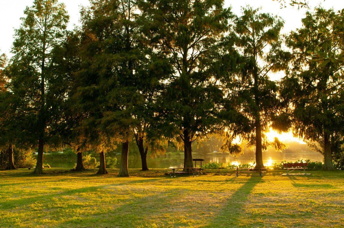 Sunlight illuminates the ground through tree branches on Monday, Oct. 17, 2022, at Milford Wampold Memorial Park in Baton Rouge, La.