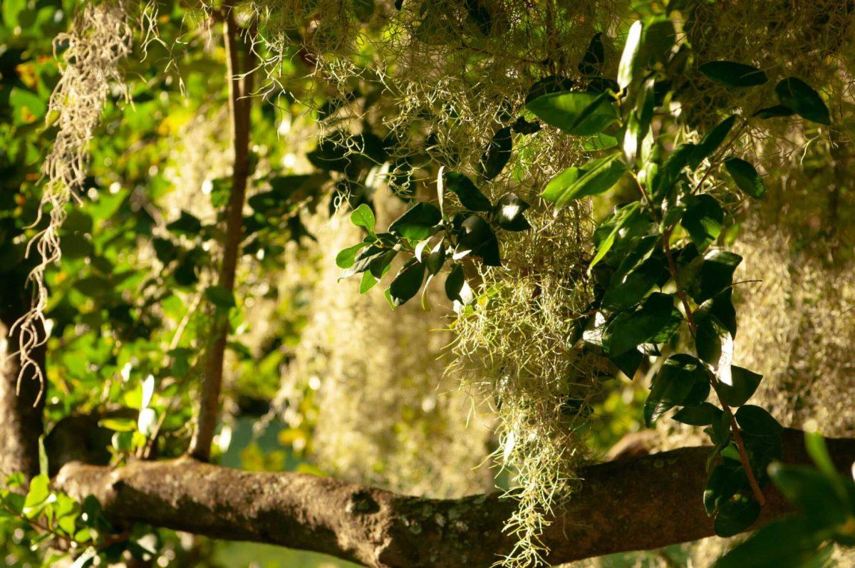 Moss covers tree branches on Thursday, Oct. 20, 2022, at the Louisiana State Capitol in Baton Rouge, La.