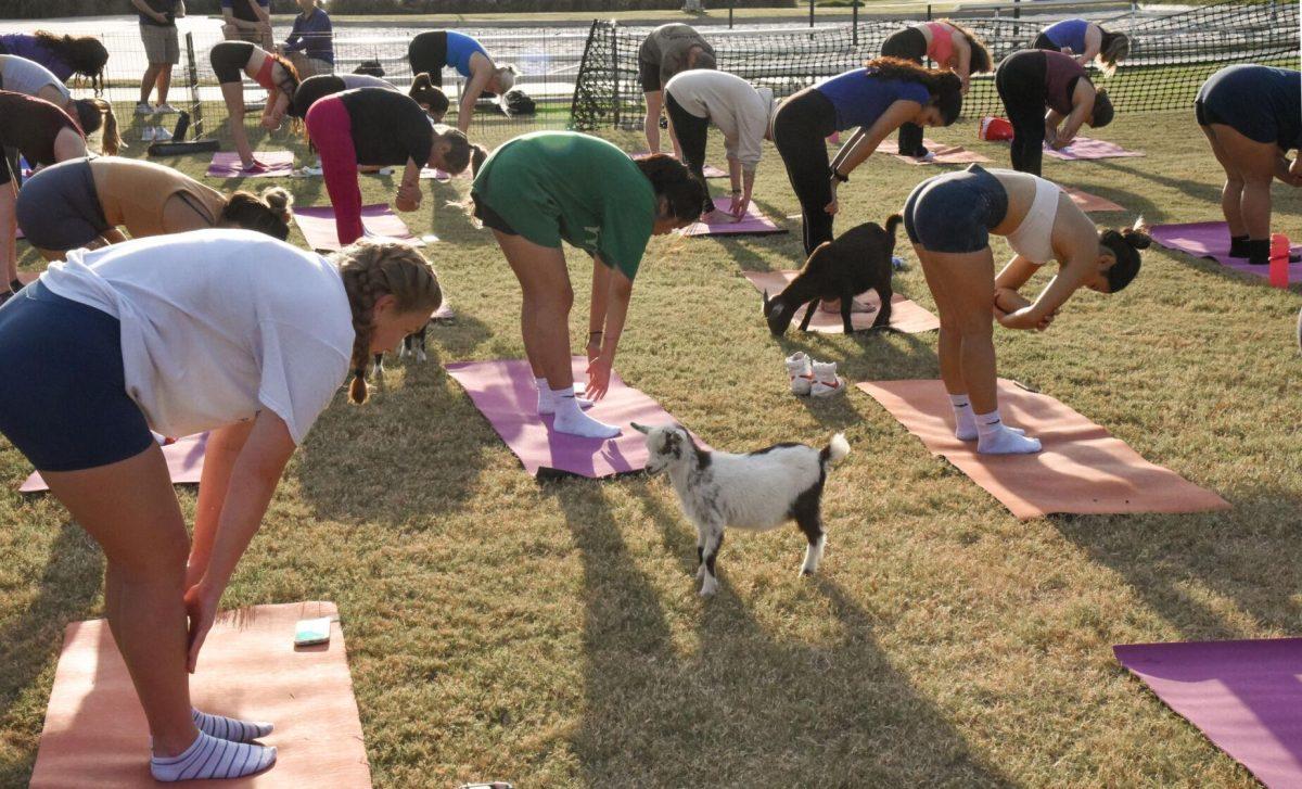 LSU students participate in goat yoga on Wednesday, Oct. 12, 2022, at LSU&#8217;s UREC in Baton Rouge, La.