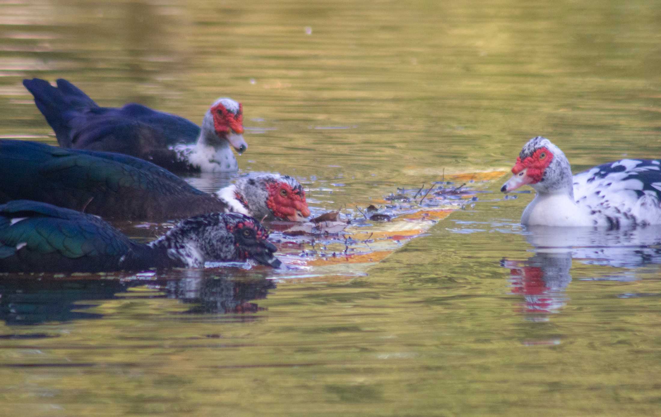 PHOTOS: Duck, duck, goose